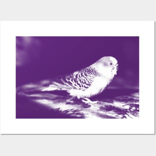 Purple Budgie Posters and Art